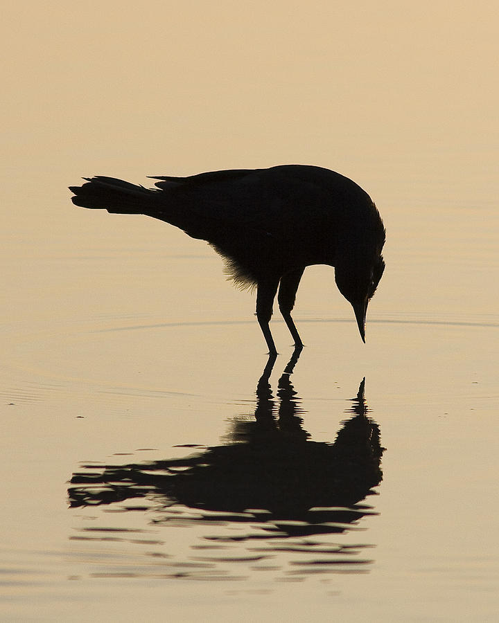 Mirrored Bird Photograph by Alan Raasch