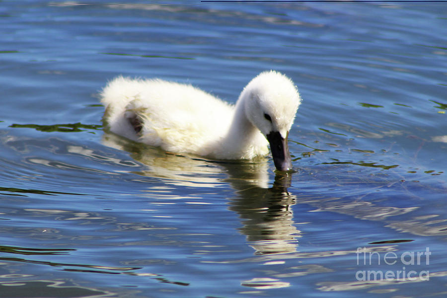 Mirrored Cygnet Photograph by Alyce Taylor