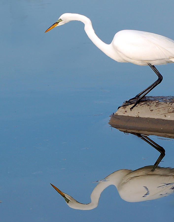 Mirrored Egret Photograph by Kathleen Stephens