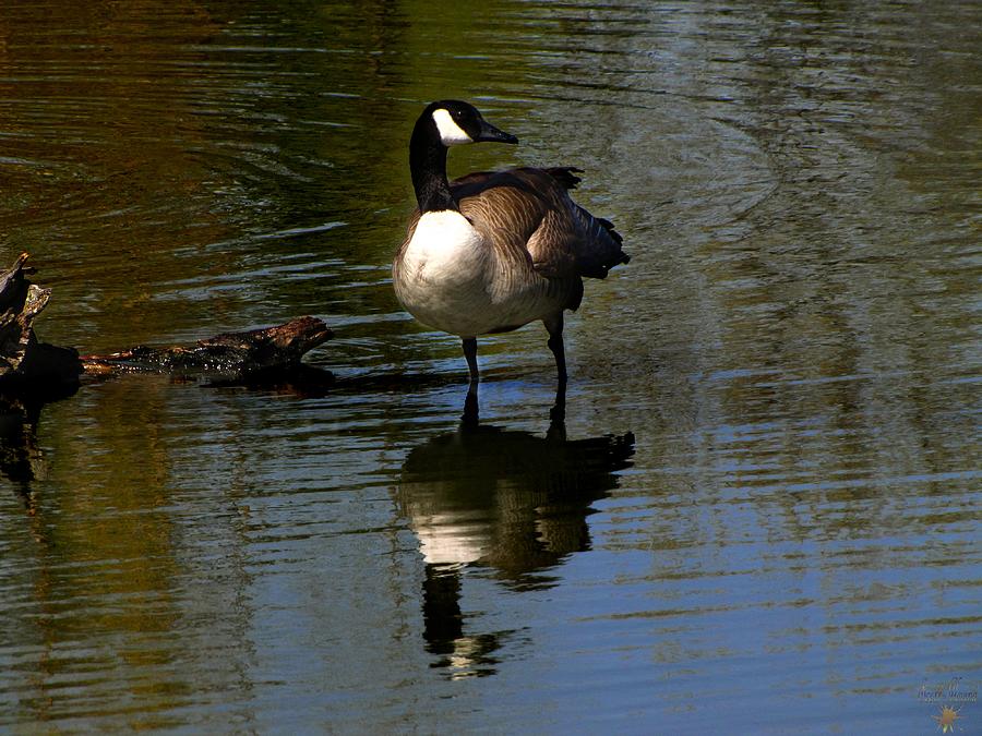 Mirrored Goose Photograph by Scott Hovind