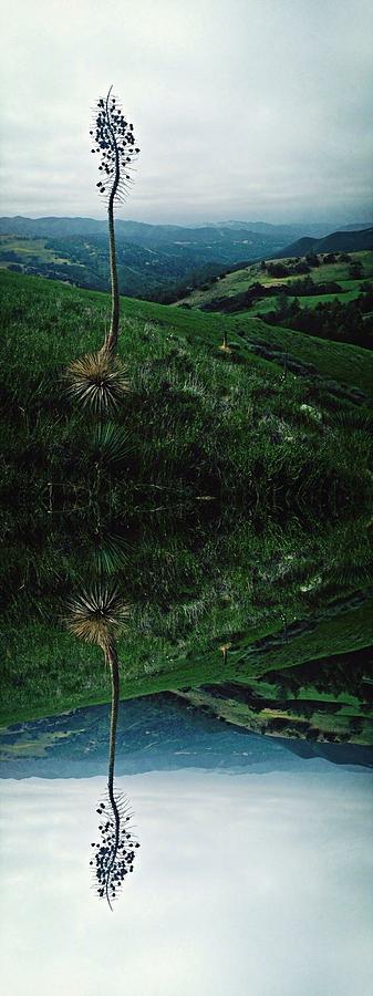Nature Photograph - Mirrored Image  by Jessica Wellington