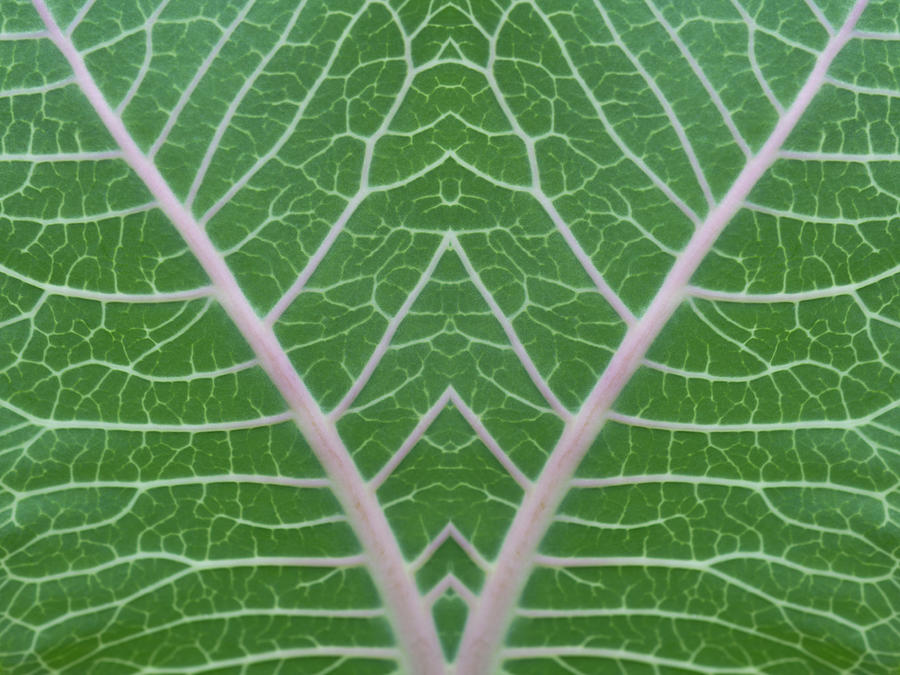 Mirrored Milkweed Veins Photograph