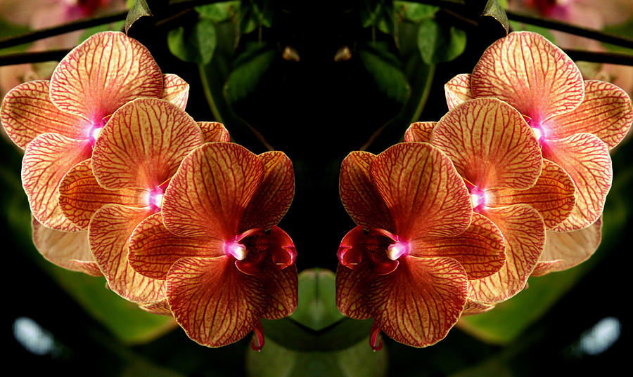 Mirrored Orchids Photograph by Bruce Richardson
