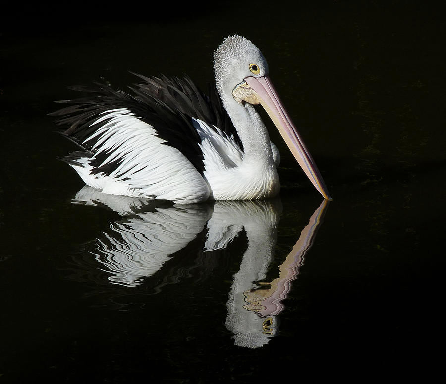 Mirrored Australian Pelican Photograph by Margaret Saheed