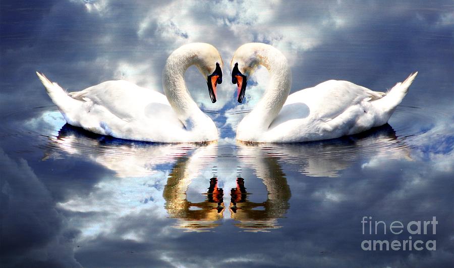 Mirrored White Swans With Clouds Effect Photograph