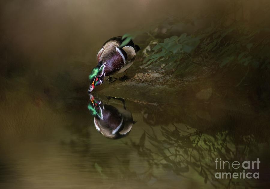 Duck Photograph - Mirror,Mirror.. by Eva Lechner