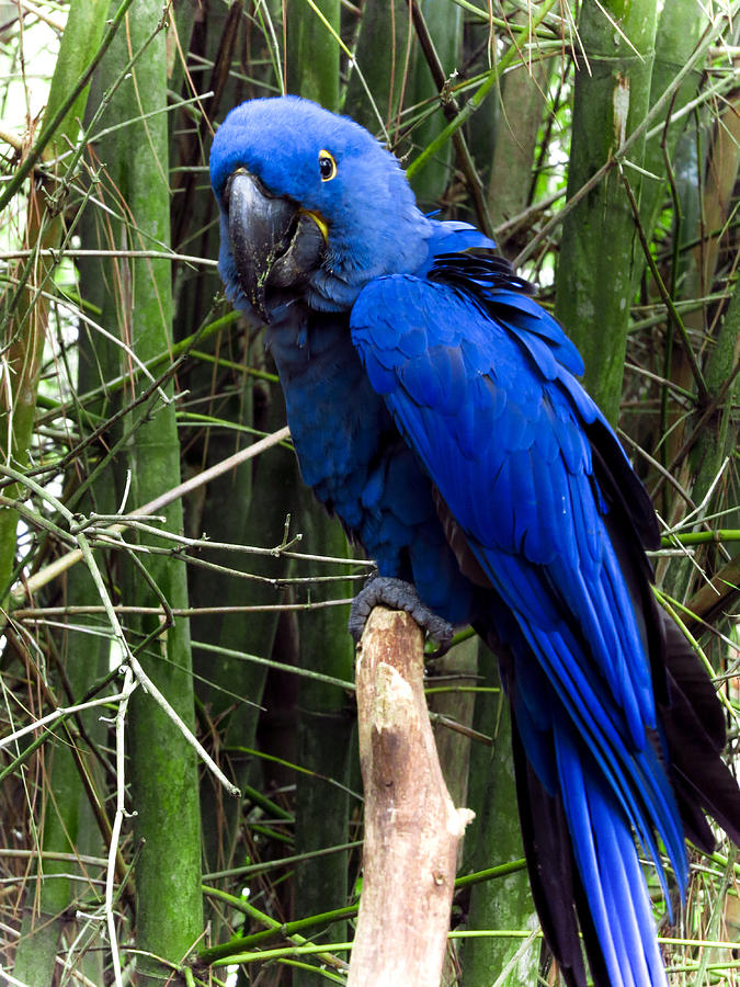 Mirthful Macaw Photograph by Wanderbird Photographi LLC