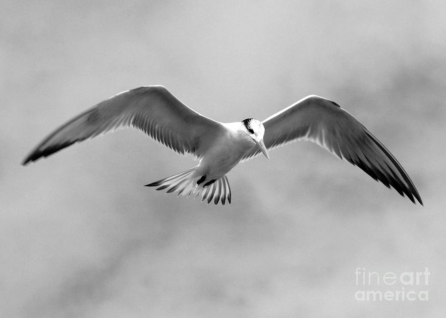 Seagull in Flight Photograph by Robert Wilder Jr