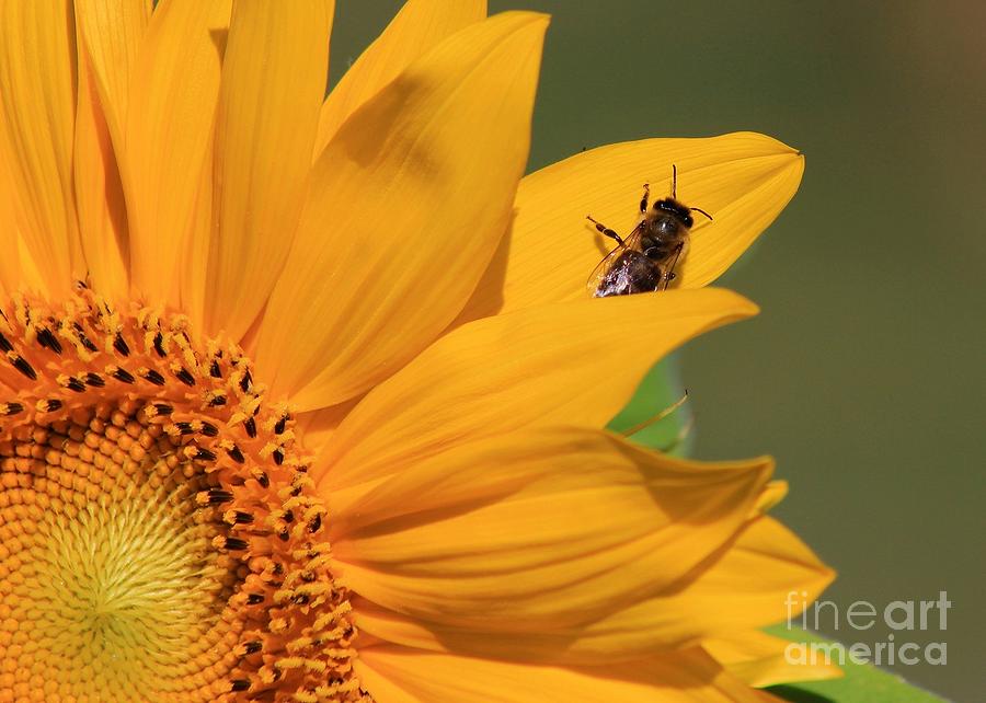 Sun Flower Fly Photograph by Robert Wilder Jr