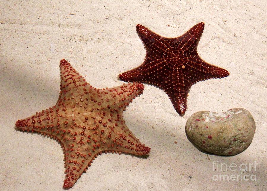 2 Starfish Photograph by Robert Wilder Jr