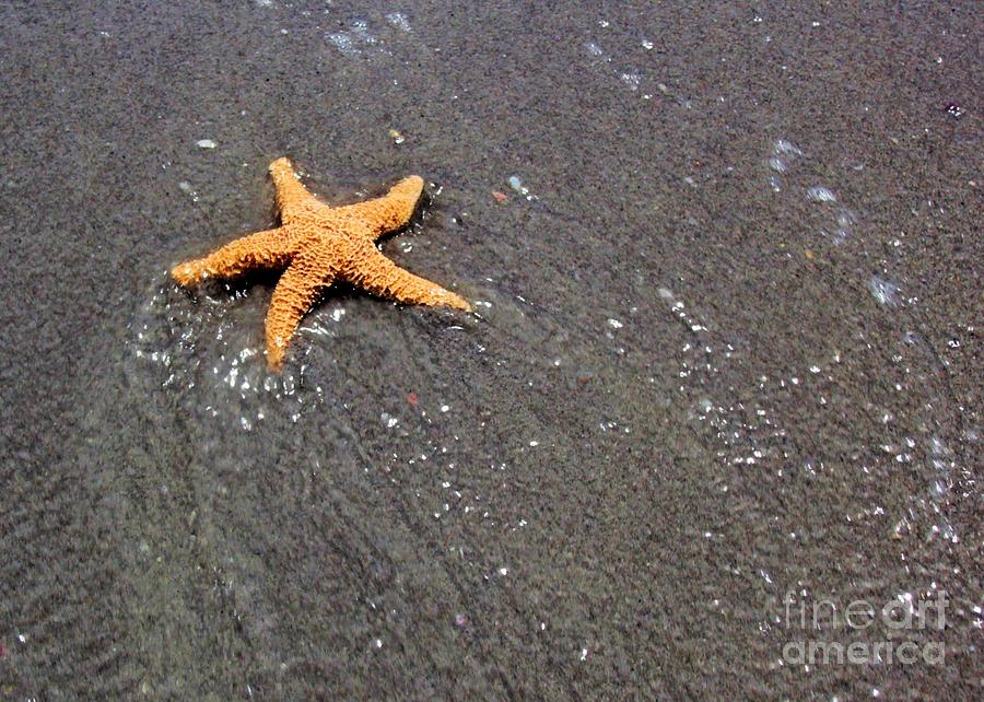 Beach Starfish Photograph by Robert Wilder Jr