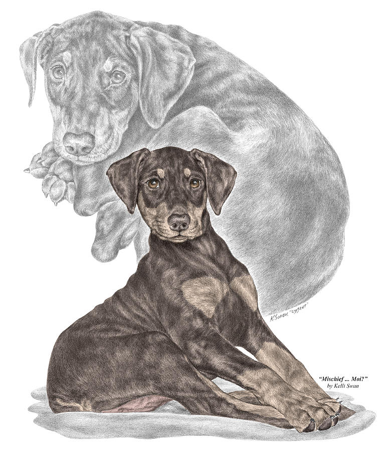Mischief ... Moi? - Doberman Pinscher Puppy - color tinted Drawing by Kelli Swan