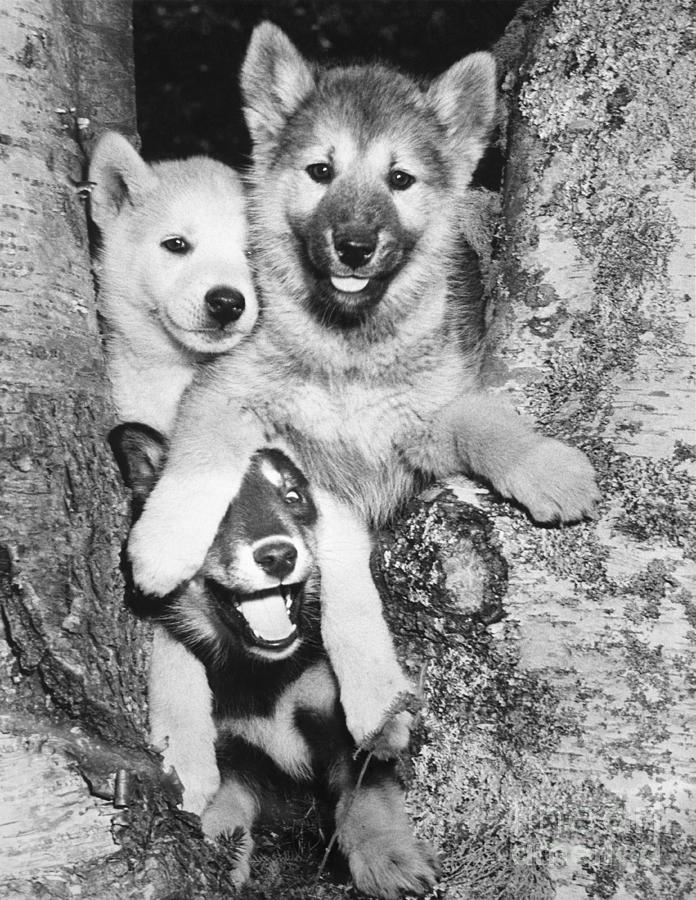 Mischievous Pups Photograph by M E Browning
