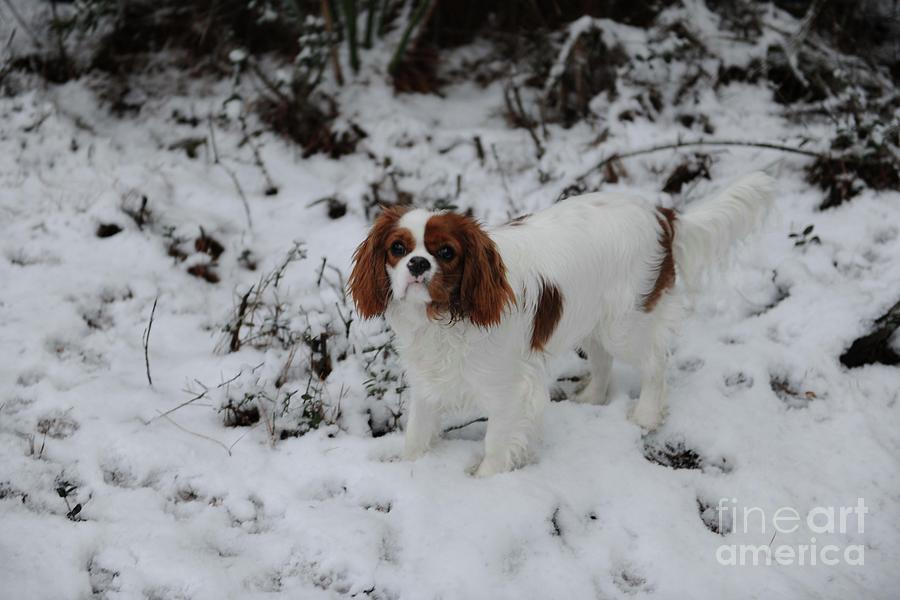 Miss Daisy Enjoying the Snow Photograph by Dale Powell