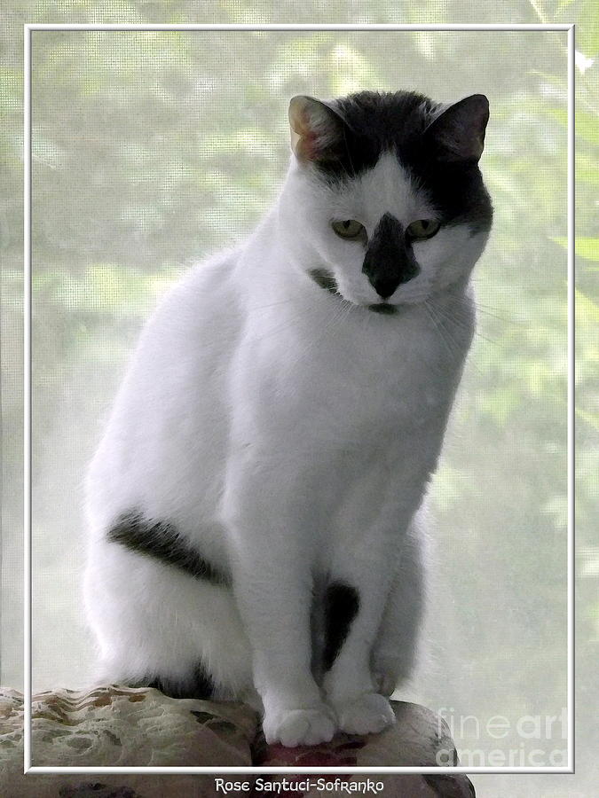 Miss Jerrie Cat with Watercolor Effect Photograph by Rose Santuci-Sofranko