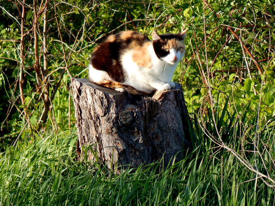 Miss Kitty Stump Photograph by Wild Thing