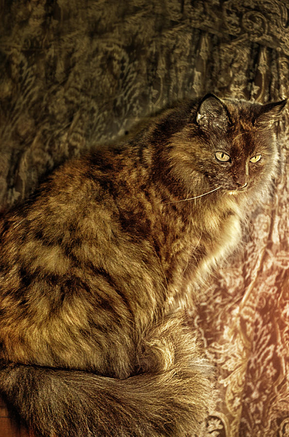 Animal Photograph - Miss Lady by Camille Lopez