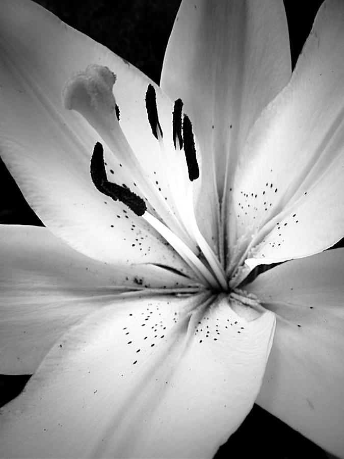 lily black and white wallpaper