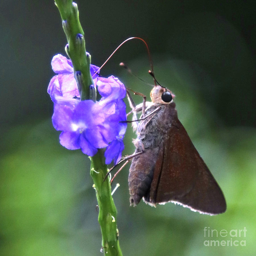 Miss Moth Photograph by Carol Groenen