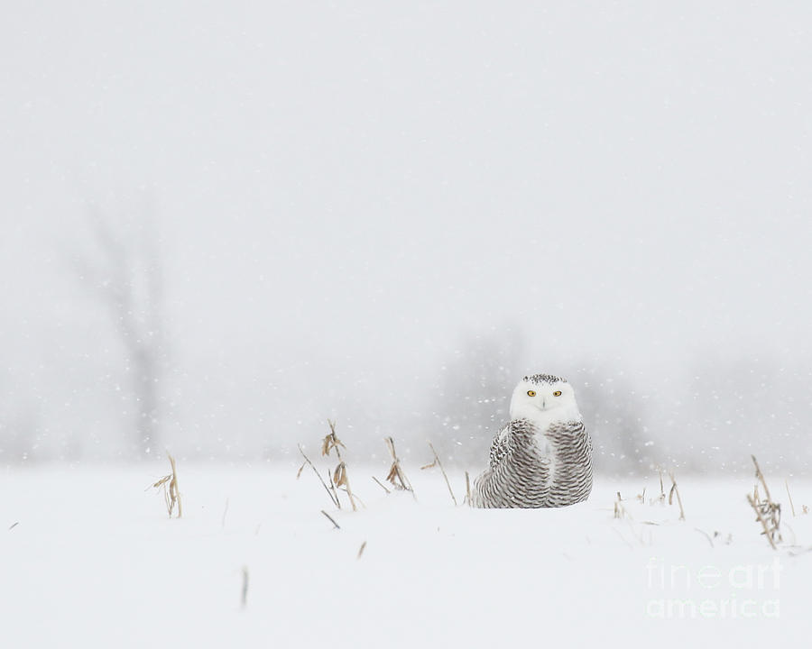 Miss snowy owl and her snowflakes Photograph by Heather King