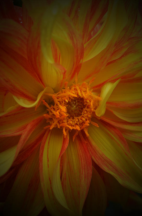 Flower Photograph - Miss Sunshine by Richard Andrews