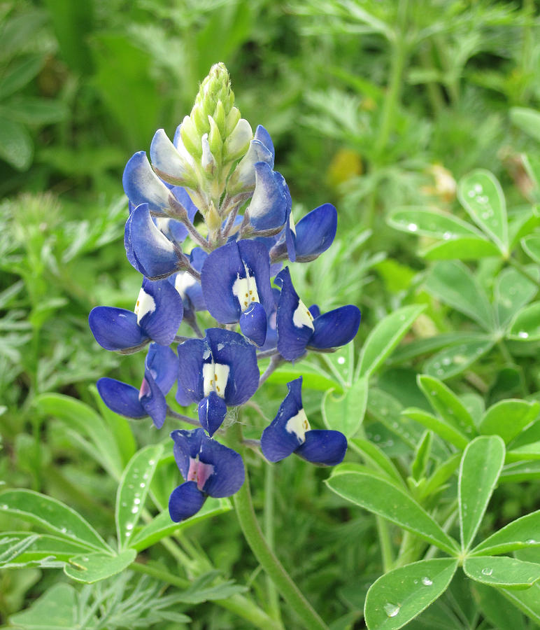 Miss Texas Bluebonnet Photograph by Cindy Morawski - Fine Art America