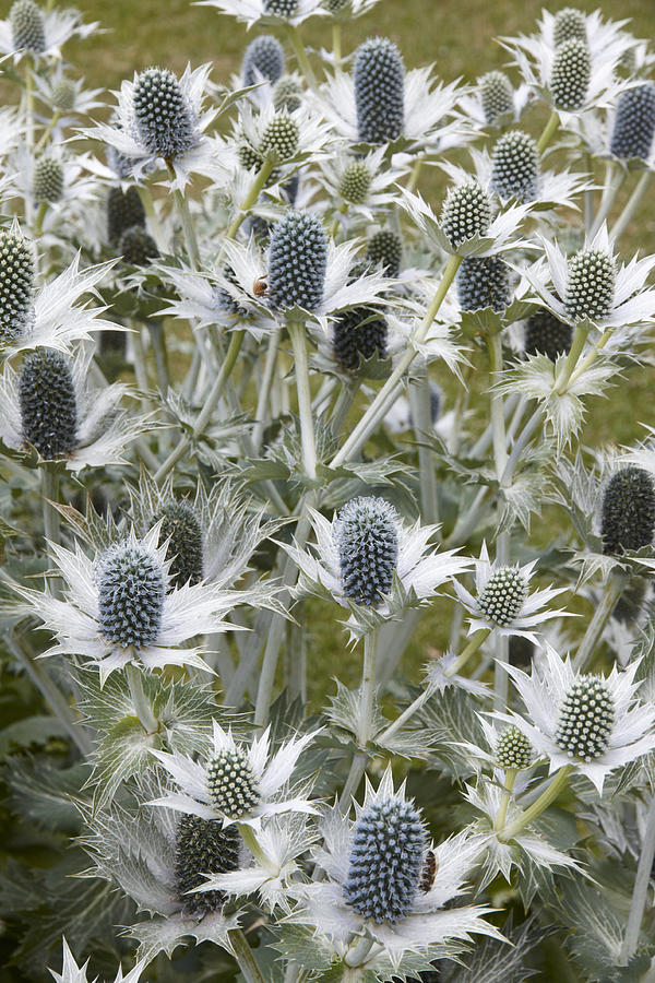 Miss Willmott's Ghost Photograph by Geoff Bryant