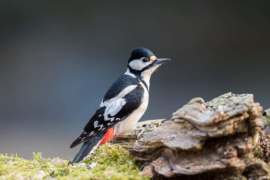 Miss Woodpecker Photograph by Torbjorn Swenelius