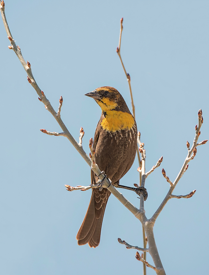 Miss Yellow-Headed Blackbird Photograph by Loree Johnson