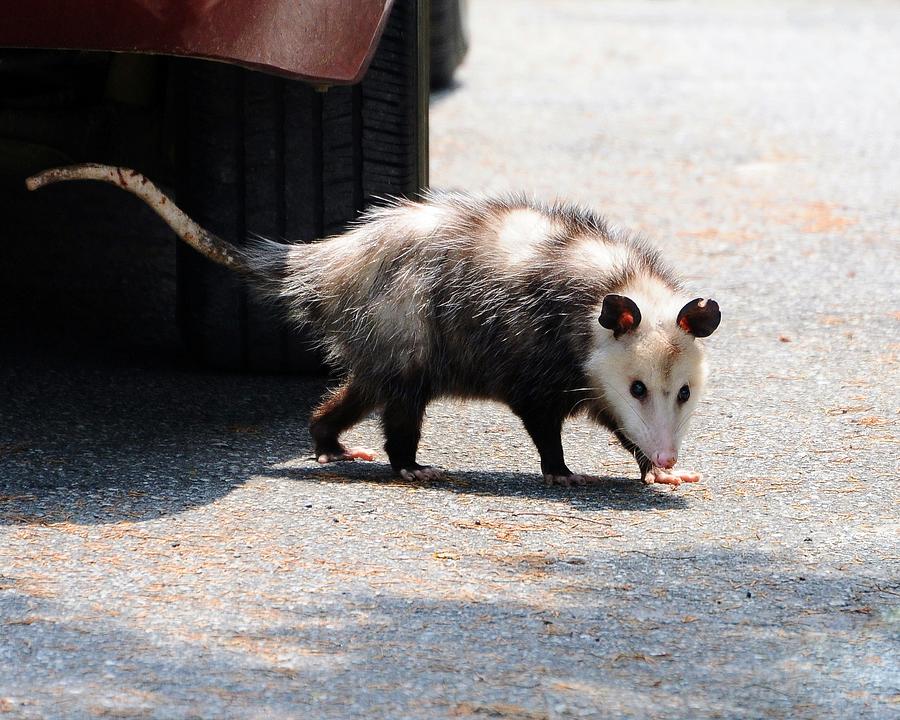 Opossum Photograph - Missed Me by Al Powell Photography USA