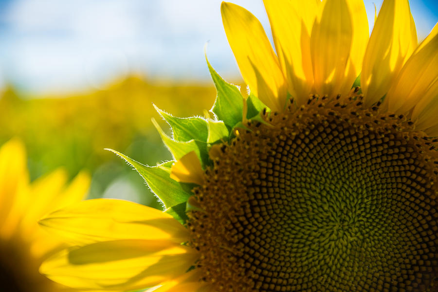 Sunflower Photograph - Missing a Few by Kristopher Schoenleber