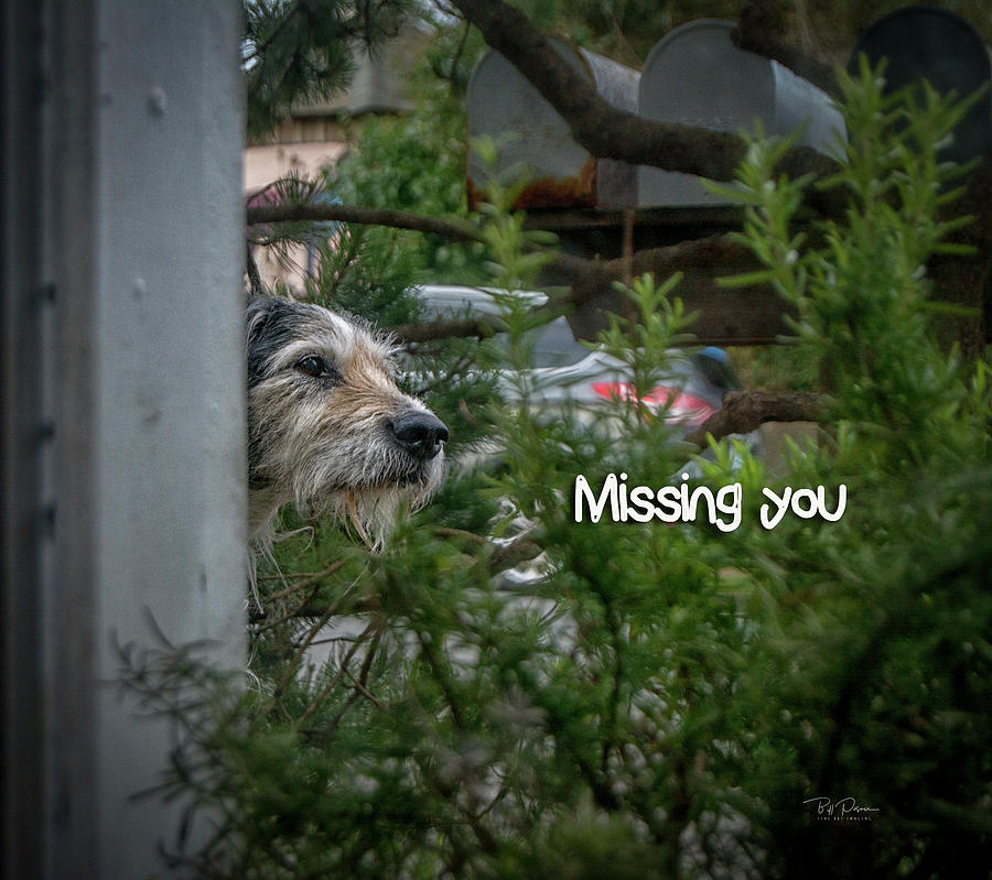 Missing you  Photograph by Bill Posner