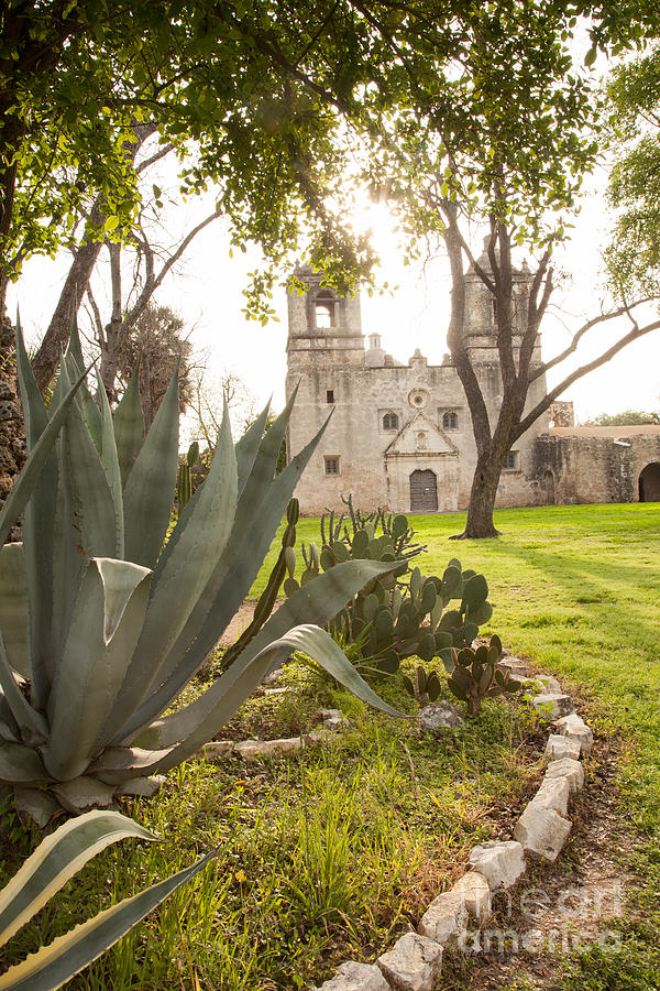 Mission Conception Cactus Garde Photograph by Iris Greenwell