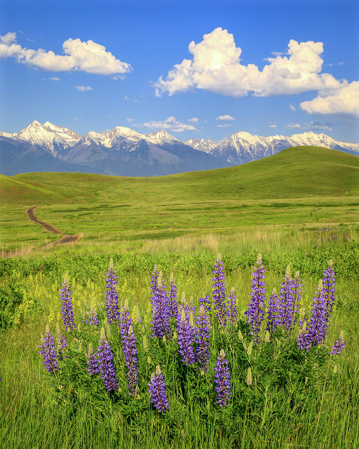Mission Mountain Lupine Photograph by Jack Bell