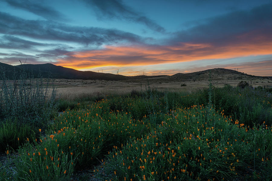 Mission Trails Poppy Sunset Photograph by TM Schultze
