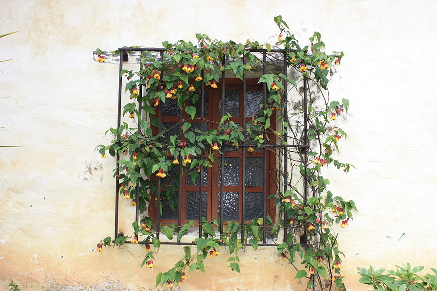 Mission Window with Yellow Flowers Photograph by Carol Groenen