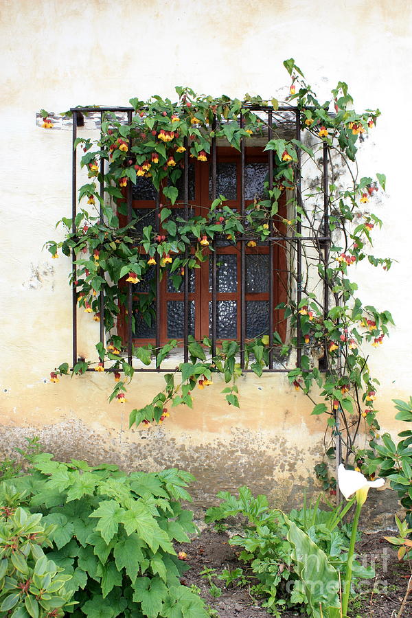 Mission Window with Yellow Flowers Vertical Photograph by Carol Groenen