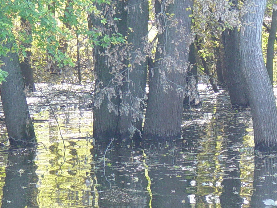 Mississippi backwater Photograph by Marsha Woods