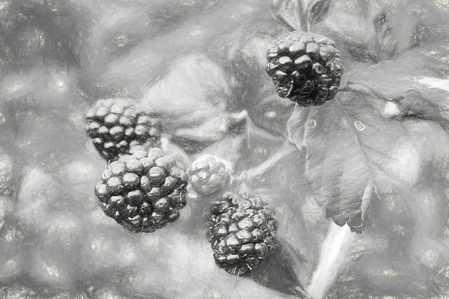 Nature Photograph - Mississippi Blackberries in Black and White by JC Findley