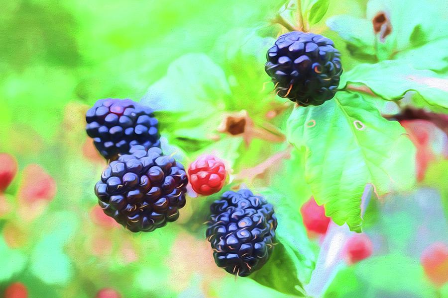 Mississippi Blackberries Photograph by JC Findley