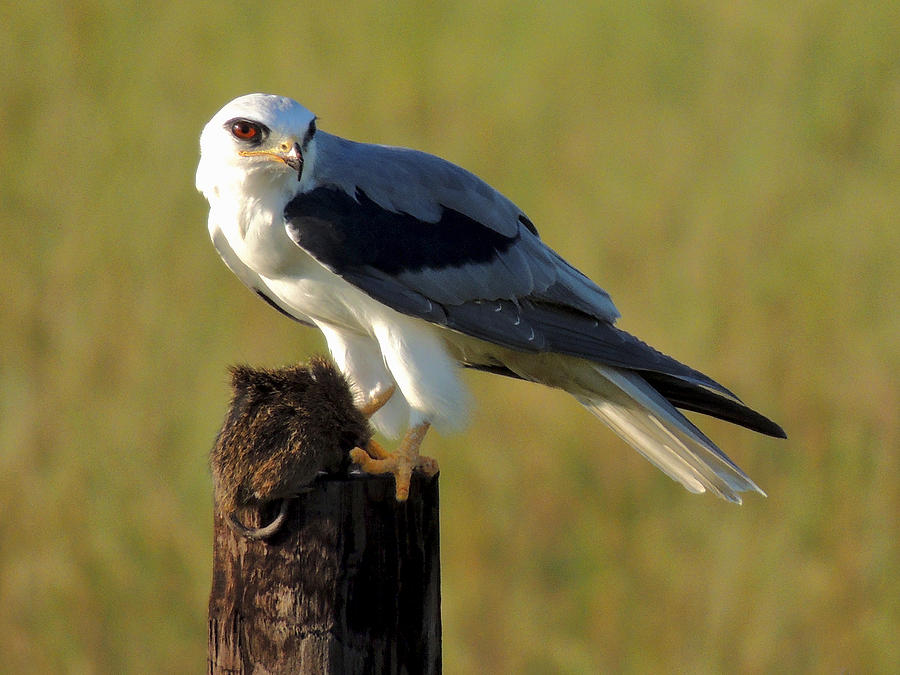 all about birds mississippi kite