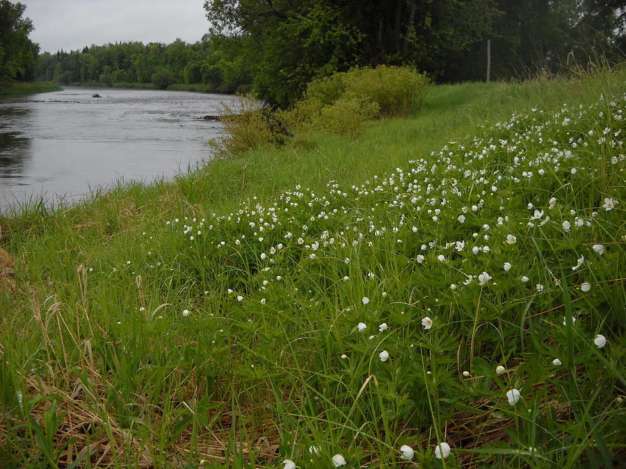 Mississippi river bank flowers Photograph by Kent Lorentzen