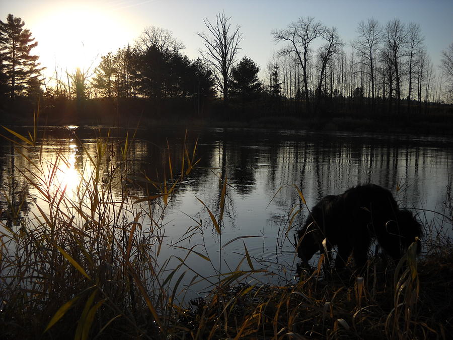 Mississippi River Dog Drinking Photograph by Kent Lorentzen