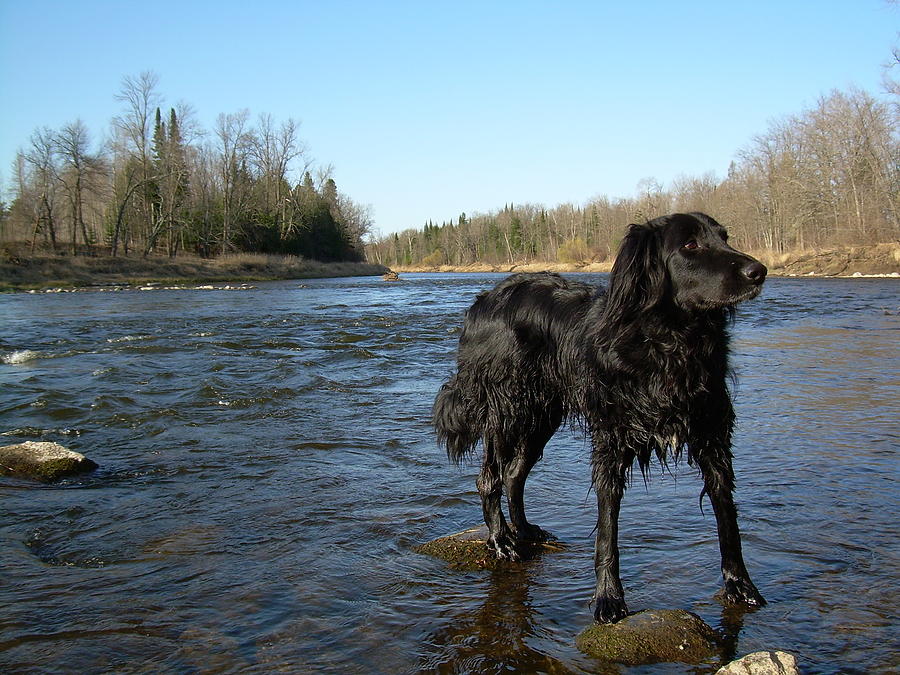 Mississippi river Dog on the Rocks Photograph by Kent Lorentzen