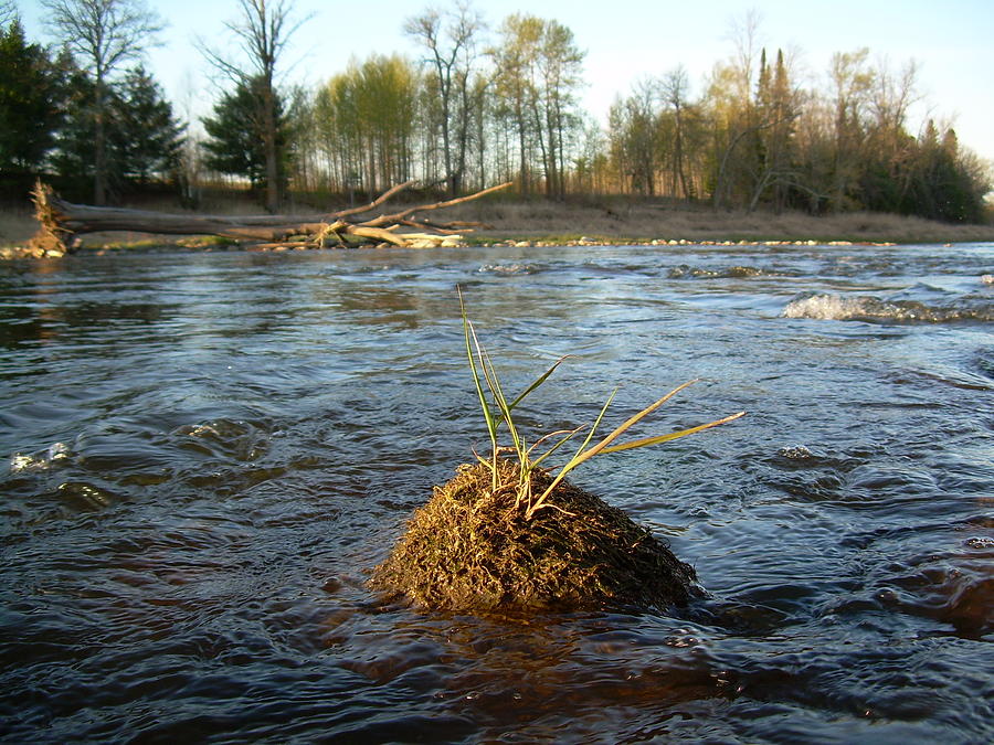 Mississippi river Grass on a Rock Photograph by Kent Lorentzen