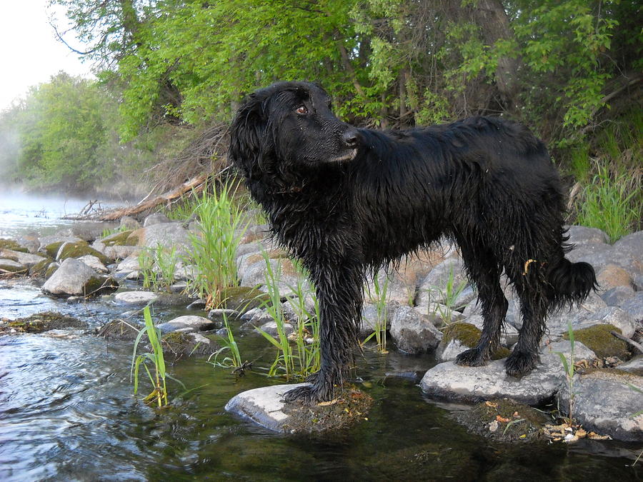 Mississippi river Posing Dog Photograph by Kent Lorentzen