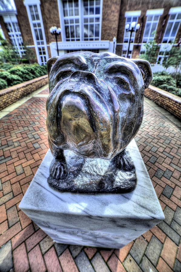 Mississippi State University Photograph - Mississippi State Bulldog by JC Findley