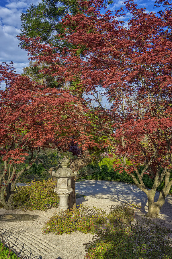 Missouri Botanical Garden Japanese DSC01580 Photograph by Greg Kluempers