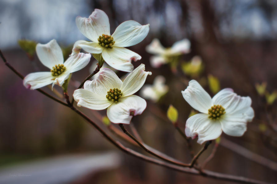 Flower Photograph - Missouri Dogwoods by Cricket Hackmann