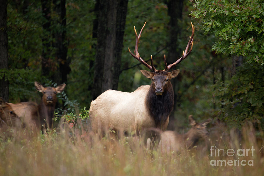 Missouri Elk Photograph by Reva Dow